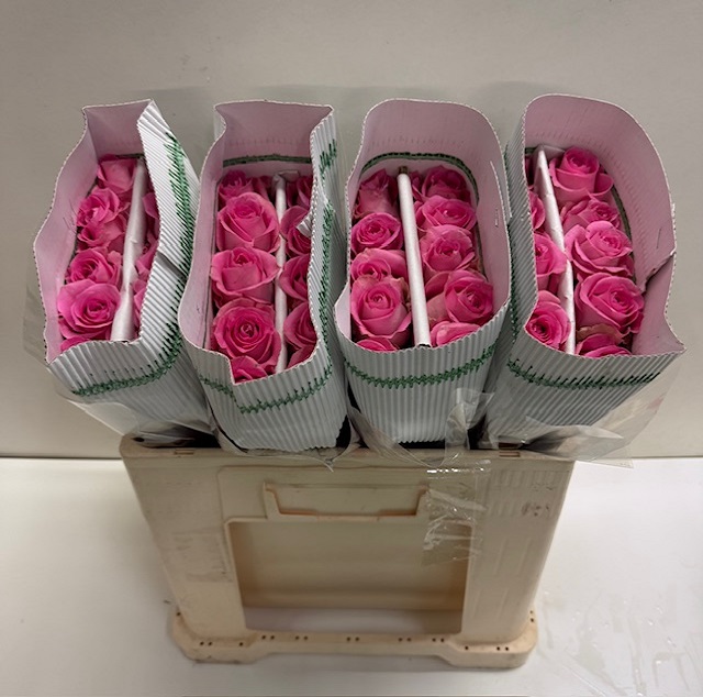 Rosa gr revival KW.jpg
